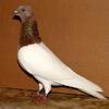 I'm looking to buy Red Budapest Highfler pigeons