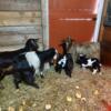 Baby goats ready for their new homes