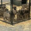 English Mastiff Puppies for sale