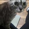 5 year old beautiful bengal looking for a great home