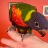 Hand fed Swainson's Rainbow Lorikeets