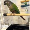 Green Cheeked Conure