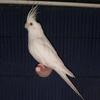 Albino female cockatiel for sale
