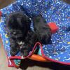 Shihpoo’s