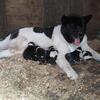 American Akita puppies ( Chehalis )