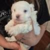 Male maltese puppies