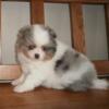 POMERANIAN PUPS males/females