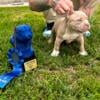 Micro bully puppy ABR registered