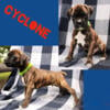 Boxer puppies. Champion lines, Health tested Parents, 8 weeks old