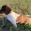 Female AKC miniature dachshund