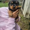 Female Rottweiler Puppy (Bright Pink Collar)