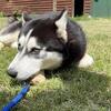 Male Husky