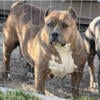 Rehoming American bully