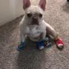 French Bulldog For sale