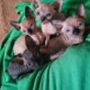 Sphynx kittens ready 06/25
