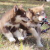 Ckc Alaskan Malamute Puppies