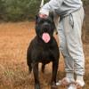 AKC Solid Black Cane Corso Male Import