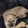 ONLY ONE Male Blue Fawn Razors Edge puppy for sale