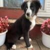 Bernese Mountain Dog/English Shepherd- Female puppy 