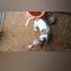 7-month-old dapple male dachshund $600.00