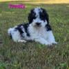 F1B MINI BERNEDOODLES AVAILABLE FOR THEIR FOREVER HOMES BY AUG 24TH