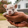 7 week old isabella an tan merle female fluffy carrier 6000 akc registered