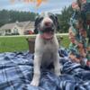 Great Dane/ Danoodle puppies ready for forever home