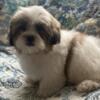 For sale puppies Shih Tzu