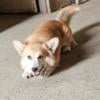 Adult male, corgi, retired and looking for his own couch.