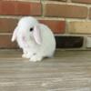 Blue Eyed White Holland Lop Junior Buck