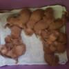 Irish Setter puppies are here