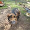 Kune kune Boar Intact MALE pig-Registered