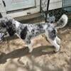 AKC Standard Poodle Puppies Merle Black Parti Due Soon