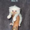 Beautiful White & Cream Persian Male Kittens