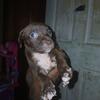 Pitbull pups 