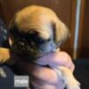 Male Fawn Pug Puppies