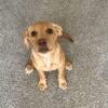  Labrador retriever puppy 