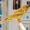 Hooded Siskin x Canary