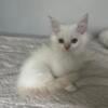 Kindle - female flame point ragamuffin