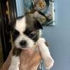 Shihtzu AKC Toy