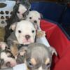 English Bulldog puppies