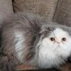 Cfa proven lilac bicolor male stud