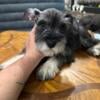 Miniature Schnauzer Puppy