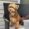 STUD ONLY chocolate Shihpoo 