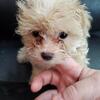 Pomerian poodle Puppy Female in first picture Dad is in the next picture he is tiny toy