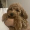 Petite mini goldendoodle puppies