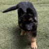 German Shepherd working line black/red AKC puppies SOLD OUT