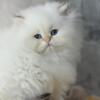 NEW Elite British kitten from Europe with excellent pedigree, male. Luhik