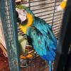 Blue and Gold Macaw 15yrs Old