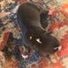 ABKC American bully puppies